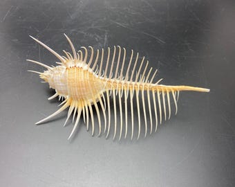 Klassieke schoonheid Extra Grote 13 cm Venus Kam van Filipijnse schelp Maritim strand #Murex pecten# echte zeeschelp #1584