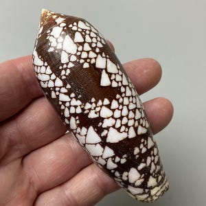 Conus aulicus - 101 mm - Philippines - Princely Cone - Large size - moderately rare - collectors shell   #4K-2045