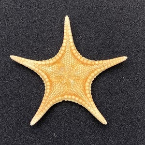 rare deepsea starfish #Anthenoides tenuis# collector starfish center piece Rare coastal decor taxidermy sailors valentine