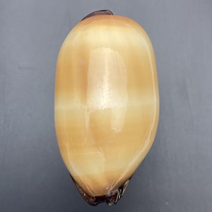Cypraea talpa 82 mm Coquillage des Philippines, cauri de plage maritime n° 1722, coquillage de collection très clair sur le dos