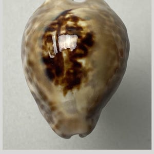 May include: A smooth, glossy Oliva miniacea sea shell with a mottled brown and cream pattern. The shell features a prominent dark brown central blotch and a polished surface. Text below reads: Oliva miniacea, 43 mm - Oman.