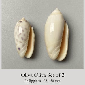 Könnte beinhalten: Ein Set aus zwei Oliva Oliva Muscheln von den Philippinen mit einer Größe von 25 bis 30 mm. Die kleinere Muschel hat eine cremefarbene Basis mit violett-braunen Flecken, während die größere Muschel eine glatte, einfarbige Cremefarbe aufweist.