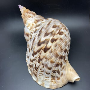 Triton's Horn 33 cm Shell Horn Sea Trumpet Charonia tritonis #CT02