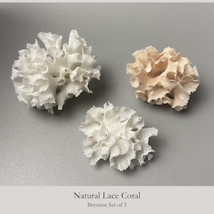 Op de afbeelding: Een set van drie natuurlijke kanten koralen, geïdentificeerd als Bryozoa. Twee stukken zijn helderwit en één stuk is bleekbeige. Elk exemplaar heeft een delicate, ingewikkelde, netachtige structuur met golvende, organische randen en poriën.
