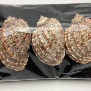 Könnte beinhalten: Drei dekorative Muscheln mit komplizierten Mustern in Braun-, Beige- und Cremetönen. Die Muscheln werden auf einer schwarzen Oberfläche präsentiert und in transparentem Kunststoff verpackt.