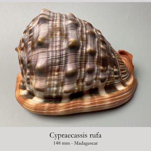 Op de afbeelding: Een Cypraecassis rufa zeeschelp met een getextureerd, bolvormig oppervlak met rijen verhoogde, afgeronde knobbels. De schelp heeft een kleurenpalet van bruin, beige en crème, met een gladde, oranjegekleurde rand. Tekst: Cypraecassis rufa 148 mm.