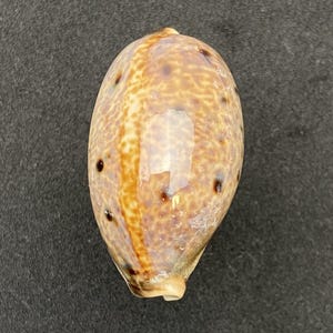 Cypraea lynx vanelli 53 mm, base muito colorida, concha das Filipinas, búzios da praia marítima #1727