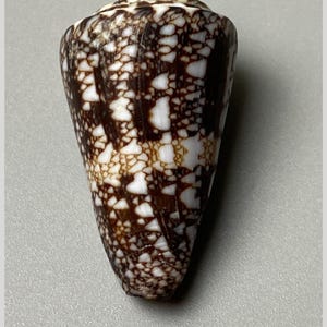 Op de afbeelding: Een Conus locumtenens kegelschelp met een lengte van 35 mm. De schelp heeft een conische vorm met een puntige top en een complex, gevlekt patroon van donkerbruine en witte geometrische markeringen over het gehele buitenoppervlak.