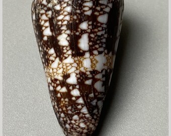 Conus locumtenens - 35 mm - Aden - intricate net-like pattern - rare Cone shell - seashell #3F-2014