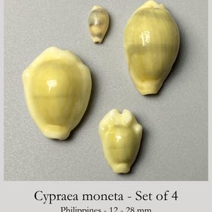 Op de afbeelding: Een set van vier Cypraea moneta schelpen in verschillende maten van 12 tot 28 mm. Deze gladde, glanzende schelpen hebben een lichtgele en crèmekleurige tint met een duidelijke centrale richel en een smalle, langwerpige opening aan de onderkant.