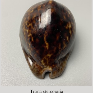 Nästan svart råttakauri - Cypraea stercoraria - Senegal - med ID-tagg - samlarsnäcka - snäckskal - Kauri #5K-2041