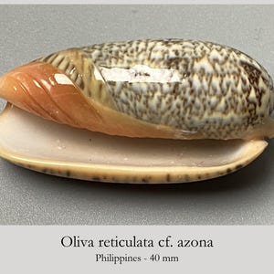 Op de afbeelding: Een Oliva reticulata cf. azona zeeschelp van 40 mm lang. De schelp heeft een gespikkeld bruin en wit netpatroon aan de bovenzijde, met een gladde, crèmekleurige opening en een opvallende perzikkleurige callus aan de zijkant.