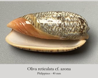 Olive Shell - Oliva reticulata cf. azona - 40 mm - collectors shell - cowrie - Cone shell - seashell #3F-2016