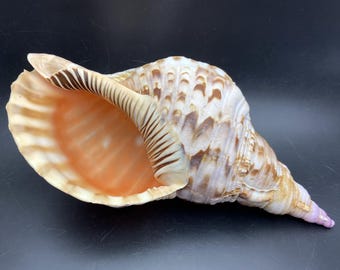 Tritonshoorn 30 cm zeeschelp strandbruiloft #Charonia tritonis# kustdecoratie #XL01