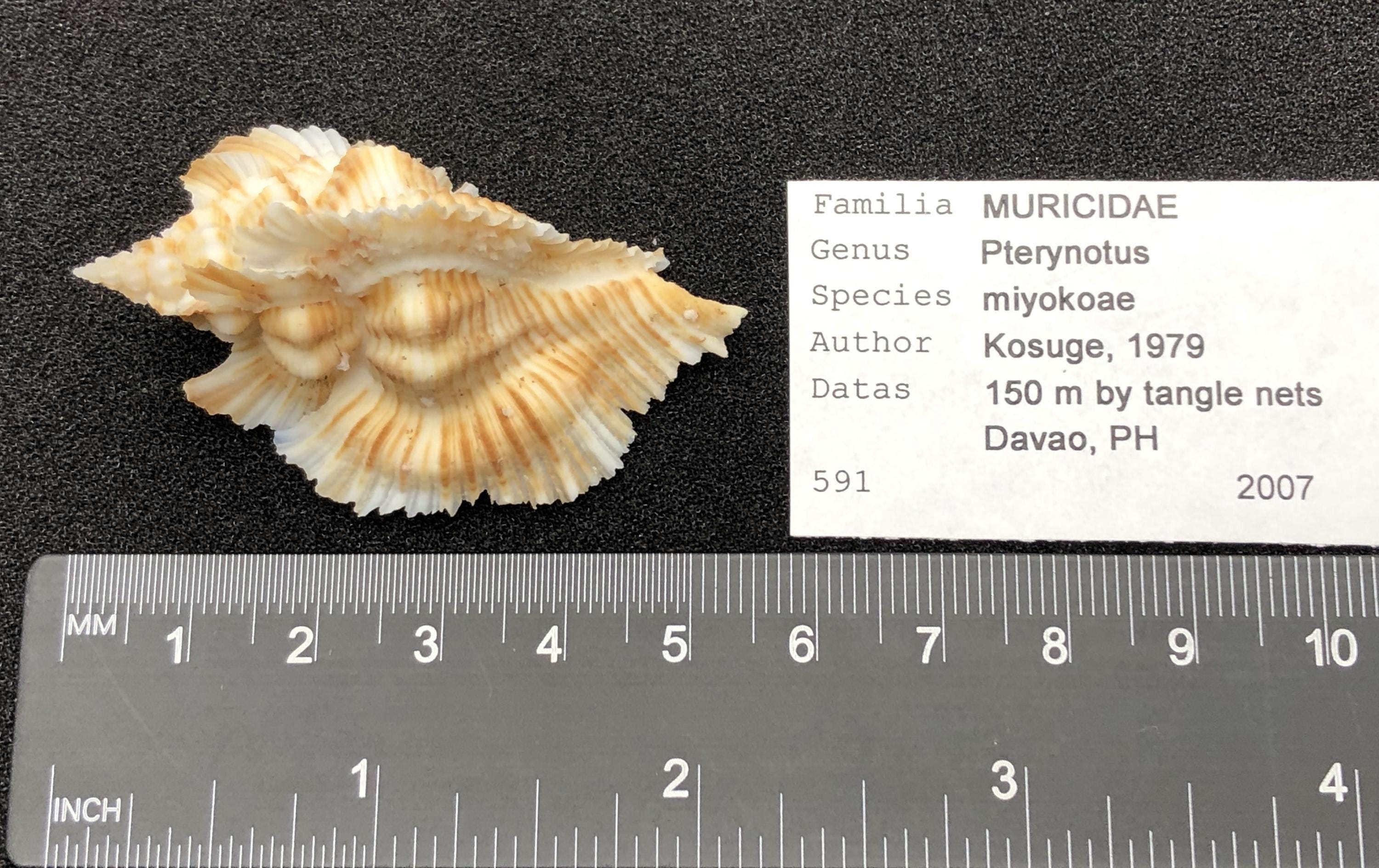 貝殻 Maurea Muriellae Frilled Wings Murex -murex Miyokoae- Sea Shell Maritim Beach