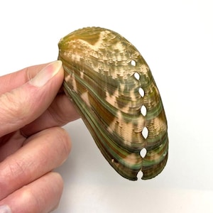 Giant Donkey s Ear Abalone XXL >10 cm = 4 inches up Haliotis asinina rare size unique pattern #1499