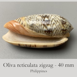 Könnte beinhalten: Eine Oliva reticulata zigzag Muschel mit einer Länge von 40 mm. Die Schale hat eine glatte, längliche Form mit einer cremefarbenen Basis und einem komplexen, dunkelbraunen Zickzackmuster. Ein Ende zeigt eine glatte, pfirsichfarbene Spirale.