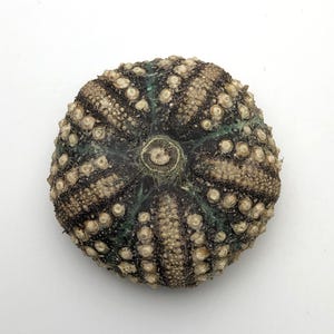 Puede incluir: Una cáscara de erizo de mar seca con un exterior verde oscuro y marrón y un centro blanco. La cáscara está cubierta de pequeños bultos blancos.