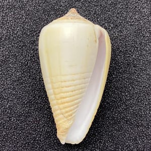 Pode incluir: Uma concha cónica creme com um ápice pontiagudo e uma boca larga e aberta. A concha tem um exterior liso e brilhante com subtis cristas horizontais e um interior branco perolado. A concha tem uma forma natural e orgânica.