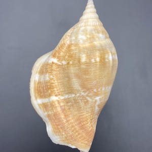 Puede incluir: Una concha marina grande, en forma de espiral, con una parte superior puntiaguda. La concha presenta una paleta de colores blanco crema y marrón claro con sutiles patrones de rayas. La superficie de la concha tiene una apariencia texturizada, sobre un fondo gris.