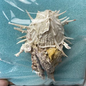 Spondylus imperialis - 100 - Keizerlijke stekelige oester - zwaar begroeid - schelpenverzamelaarsschelp #5L-1975