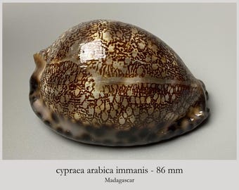Cypraea arabica immanis - 86 mm - Madagscar - beautifully spotted margins - special base color - Arabian cowrie - sea shell #3K-2019