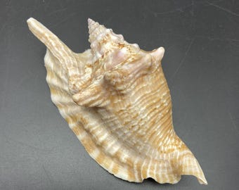 Strombus gallus Braziliaanse zeeschelp Maritim strand #1771