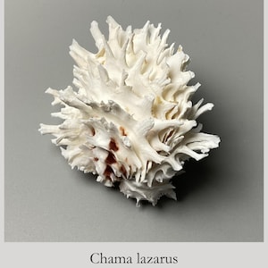 Chama lazarus - 100 mm - Filippine - Scrigno di gioielli massiccio - esemplare esatto mostrato - conchiglia da collezione n. 1906-2K