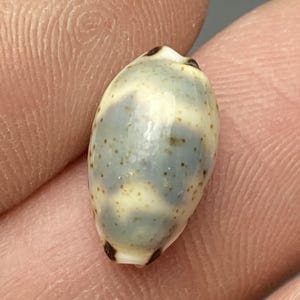 Kiener’s Cowrie from Tanzania Africa  #Cypraea kieneri#   with provenance collectors shell #1639 blue