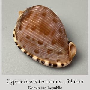Peut inclure: Un coquillage Cypraecassis testiculus mesurant 39 mm provenant de la République dominicaine. La coquille présente une surface brune, nervurée et tachetée avec un bord crème marqué par des taches rectangulaires brun foncé sur le pourtour.