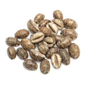 May include: A collection of brown and white cowrie shells, a type of sea shell, on a white background.