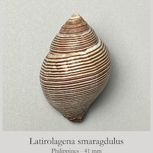 Latirolagena smaragdulus - 41 mm -Philippines - Precious Stone Shell -  Fine Spiral Bands  #6F-1931