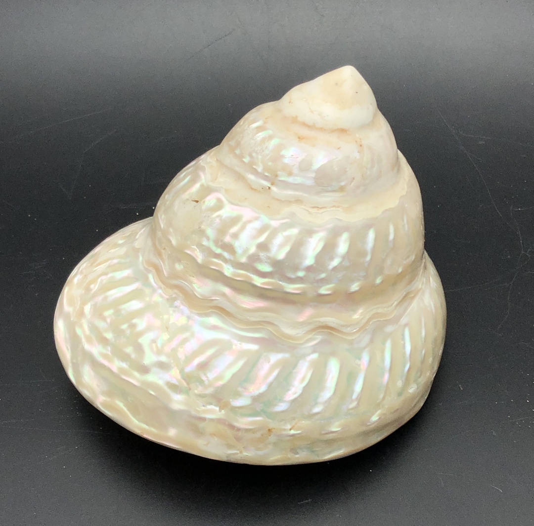 Undossa Shell Astrea Undosa With Hole Due to Transport Damage, Good for Decoration or ...
