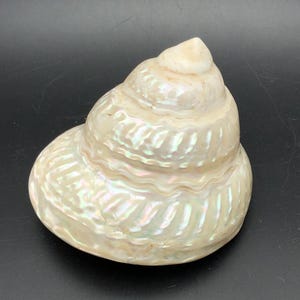 May include: A large, white seashell with a pearlescent finish. The shell has a spiral shape with multiple layers and a smooth, rounded surface.