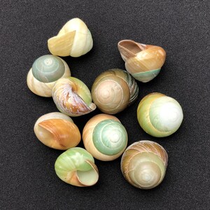 10 Muscheln Bastelmaterial Landschnecken, ca. 3 cm, DIY, maritim, kauri shell Muscheln zum basteln Schneckenhäuser #1397