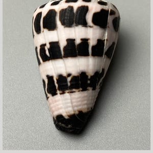 Puede incluir: Una concha de Conus ebraeus que mide 36 mm de largo. La concha presenta un patrón distintivo de marcas rectangulares de color marrón oscuro a negro dispuestas en bandas horizontales sobre un fondo blanco y blanco roto, terminando en punta.