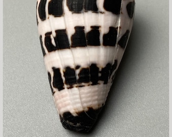 Hebrew Cone - Conus ebraeus - 36 mm - Unsual pattern - Philippines - Black and White Shell #3F-2003