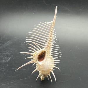Könnte beinhalten: Cremefarbenes Muschelgehäuse mit einer einzigartigen, stacheligen Struktur. Die Muschel hat eine zentrale Öffnung, die ein spiralförmiges Inneres zeigt, umgeben von mehreren scharfen Stacheln und einer fächerartigen Anordnung feiner, rippenartiger Ausläufer. Dunkler Hintergrund.