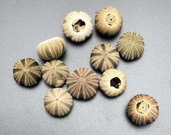 25 pieces sea urchin chrismas bells 1/2 inchMespilia globulus beach #7599 sea fan coral DIY xmas bells