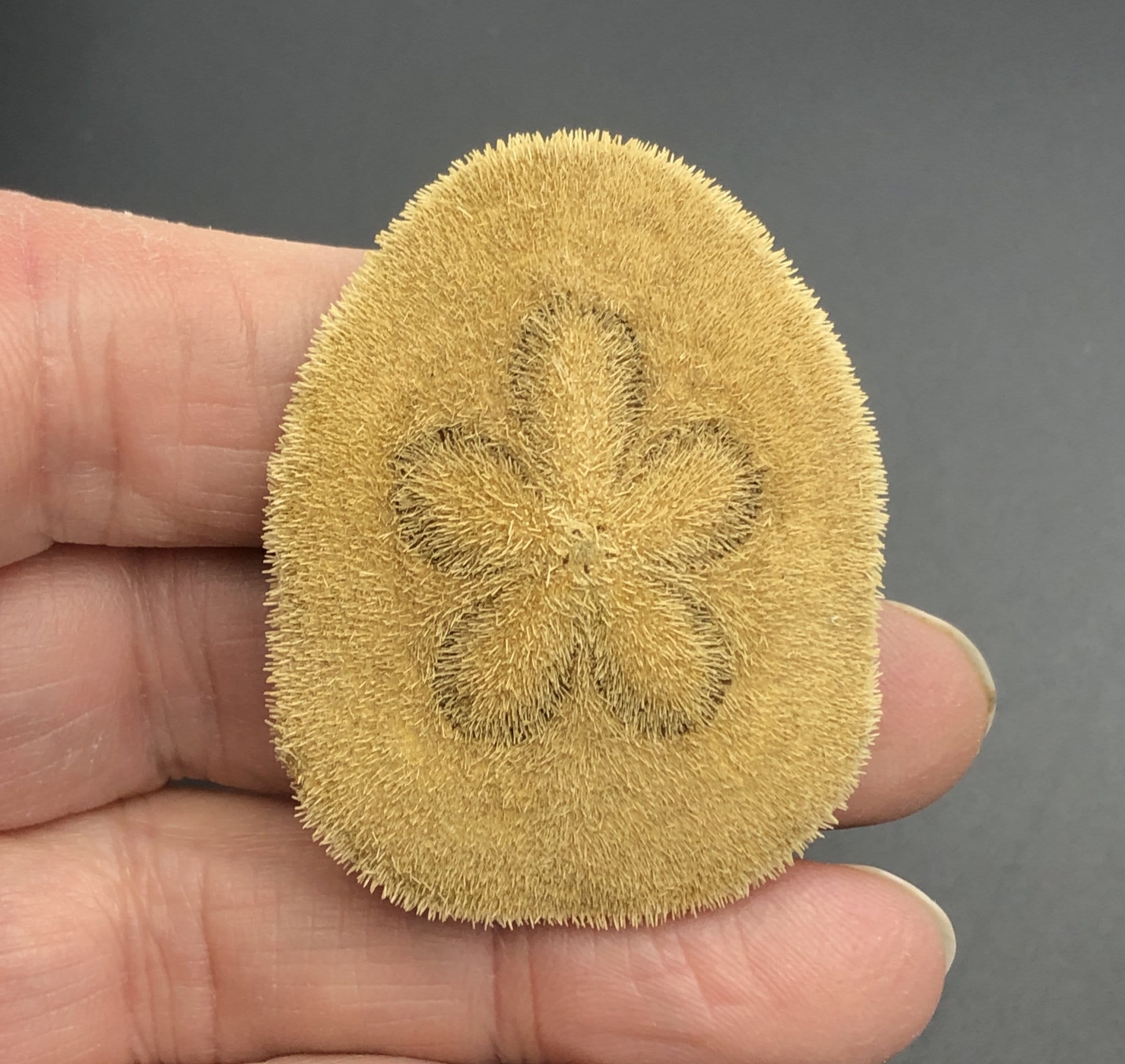 珍しい棘のあるウニ: Clypeaster humilis フィリピン 5 cm ウニ科