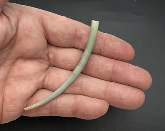 Extra long 3.5 inches = 9 cm Green Boars Tusk #Dentalium aprinum# collectors quality #1414-5K