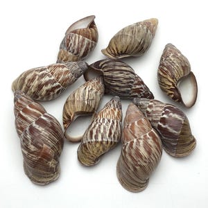 May include: A collection of snail shells with a spiral design. The shells have a natural, earthy colour palette of brown, tan, and cream, with a striped pattern. The shells are arranged on a white background.