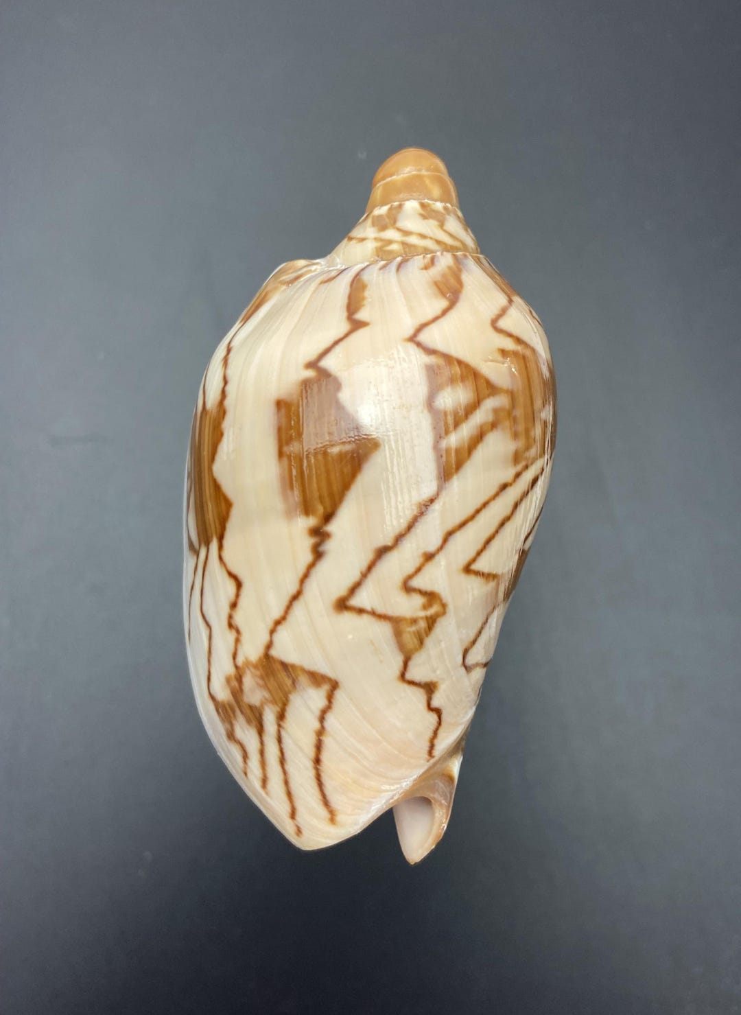 From an Old Shell Collection Subspecies Parva #cymbiola Nobilis Parva ...