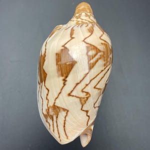 Könnte beinhalten: Eine große, beige Muschel mit braunen Zickzackmustern. Die Schale hat eine glatte, glänzende Oberfläche und eine spitze Spitze. Die Öffnung der Schale ist unten sichtbar. Es ist ein natürliches Dekorationsobjekt.