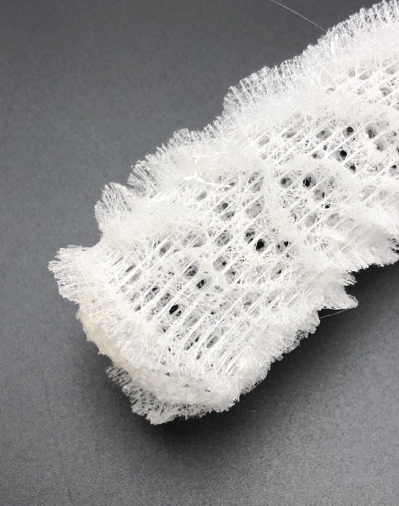 30 Venus Flower Basket Shell Euplectella Aspergillum Sea Maritime Beach