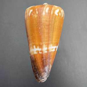 Från en gammal snäcksamling #Conus litoglyphus# Madagaskarsnäcka Maritim strand Kaurisnäcka korall abalone #OC21-6G