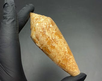 De enige echte, zeer gewilde #Conus gloriamaris# met groeimarkeringen Filipijnse schelp Maritim strand Kauri #OC56 schelp Kegelschelp