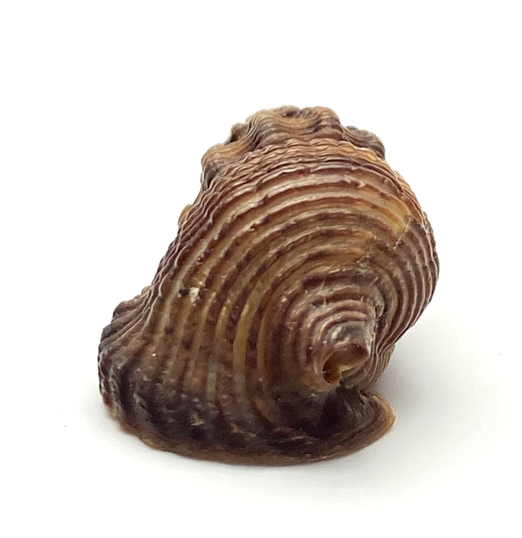Sulcate Swamp Cerith Sea Shell #1647 Collectors Shell Beach Cowrie ...