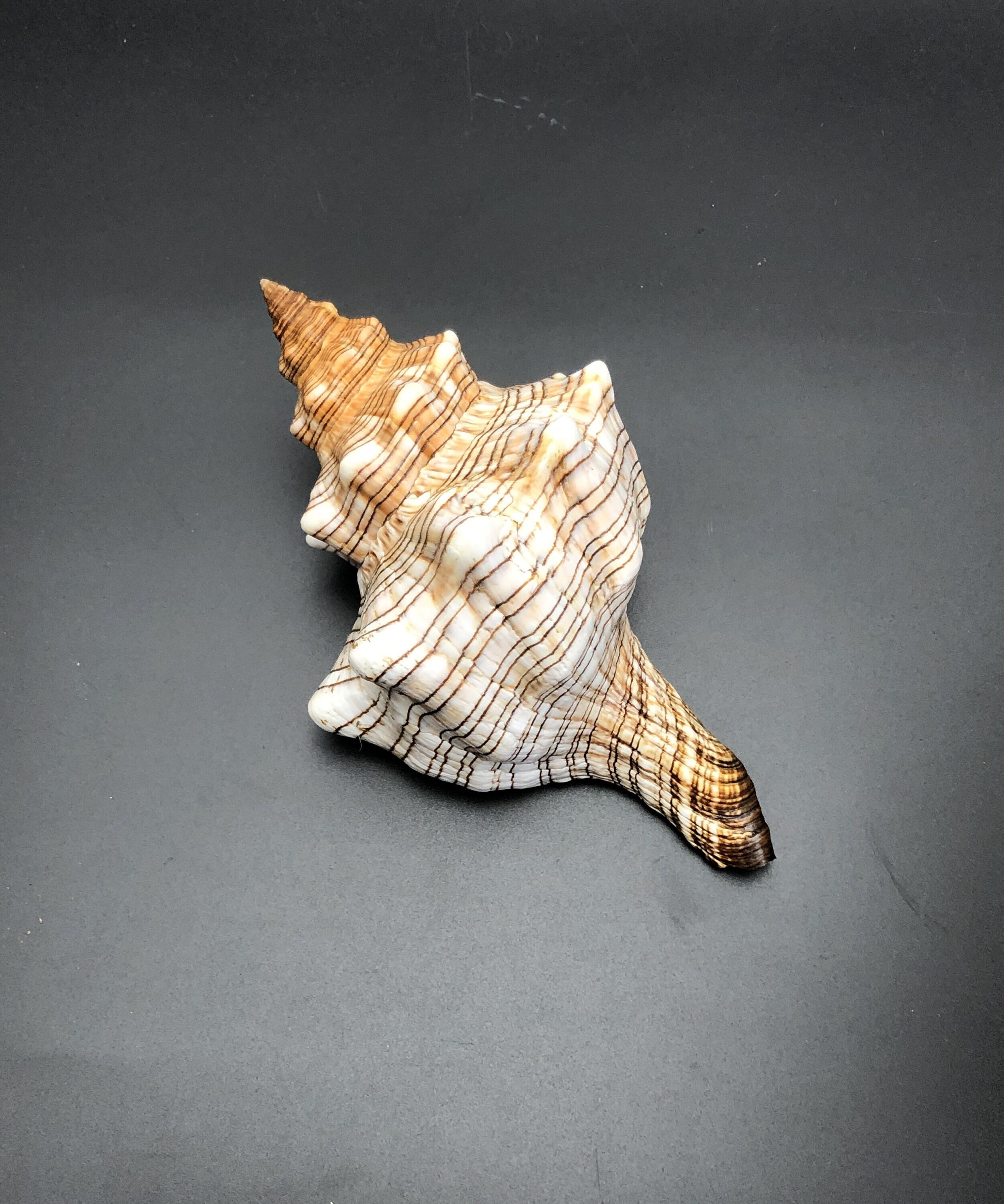 Conch shell instrument - Etsy 日本