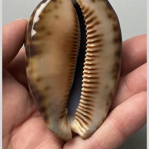 Puede incluir: Una concha Cypraea arabica immanis de 85 mm de Madagascar. La concha presenta una superficie lisa y brillante con un patrón moteado en tonos bronceado y marrón, y una abertura longitudinal central bordeada por crestas paralelas oscuras.